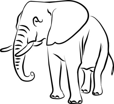 Elefante Africano