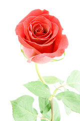 Red rose with small water droplets isolated on white