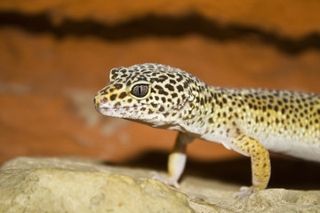 Leopardgecko closeup