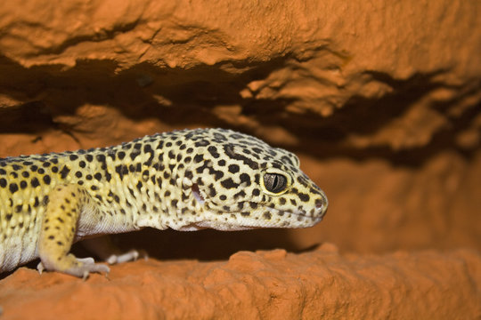 Leopardgecko closeup