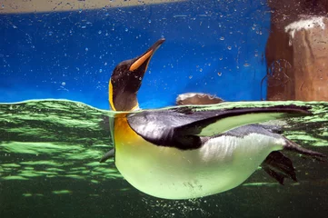 Muurstickers Penguin Posing at Melbourne Aquarium © wkhrait