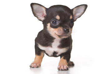 Fototapeta premium Chihuahua puppy isolated on white