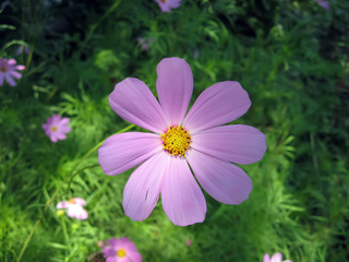 flower COSMOS (Yo-to-to-wi) in a garden