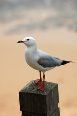 Seagull, Melbourne, Australia