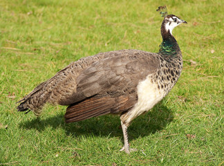 Beautiful female peacock