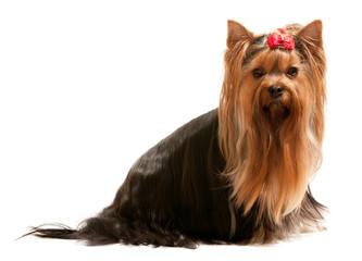 Young yorkie on the white