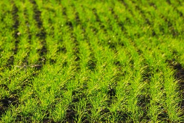 Shallow focus on new born wheat plants