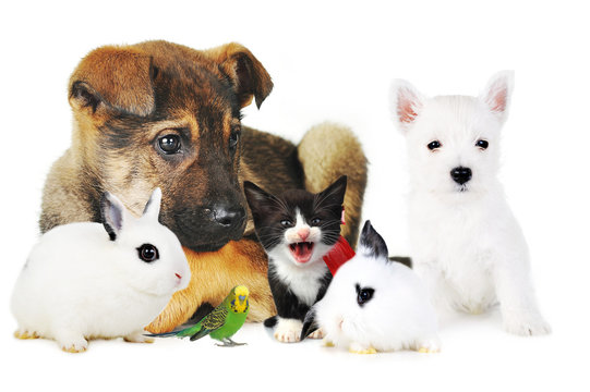 Rabbit, Dog, Cat And Parrot