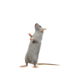 Rat debout.