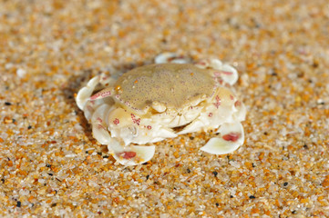 Crab on a beach