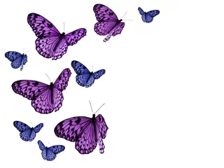 Foto op Plexiglas Vlinder kleurrijke vlinders op witte achtergrond met uitknippaden