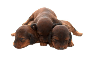 Obraz premium Three newborn puppies