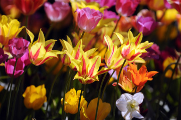 Obraz na płótnie Canvas Tulips in Spring