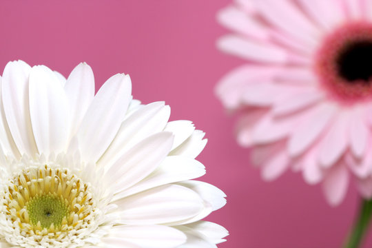 Pink Flower