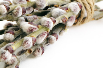Pussy willow