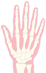 Obraz premium Bones of the hand