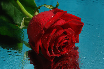 beauty rose on a blue background