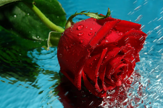 beauty red rose with water
