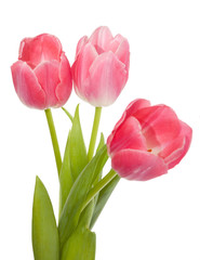three pink tulips isolated on white