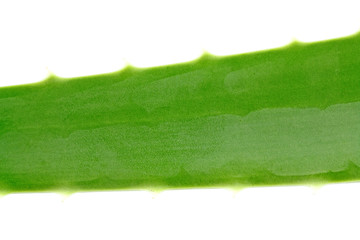 feuille verte aloe vera fond blanc