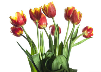 Red and yellow tulips