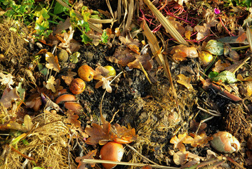 Komposthaufen - compost pile 14