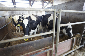 cow farm agriculture bovine milk