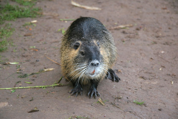 Nutria