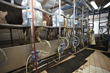 cow farm agriculture milk automatic milking system