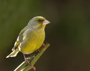 Verdier d'Europe - Greenfinch (carduelis chloris)