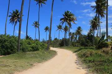 Fototapeta na wymiar Palmy i roślinność na Dominice