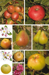 pommes et poires mais pas de scoubidou