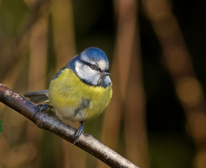 Obraz premium Blaumeise