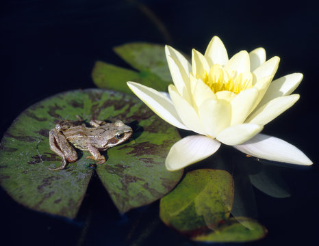 Frosch_115852