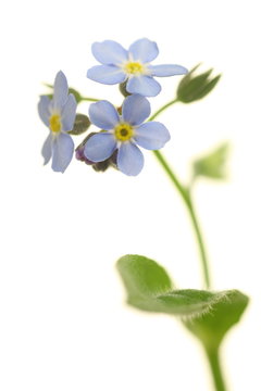 Fototapeta Myosotis