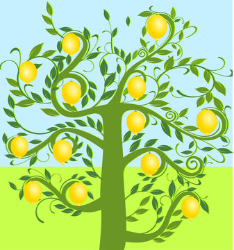 zitronenbaum