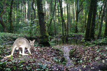 Känguru im Harz