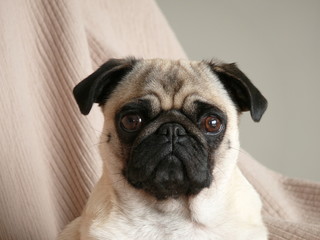 pug 1
