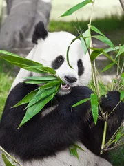 Stickers pour porte Panda Giant panda