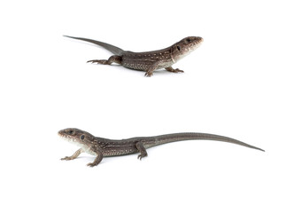 Llizards