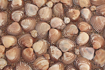 Background from cockleshells