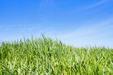 green grass and blue sky