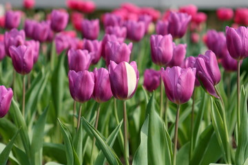 紫色のチューリップ