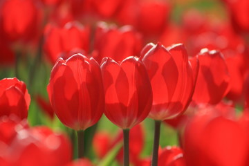 ３本のチューリップ