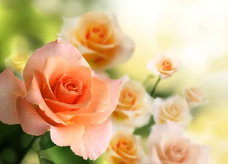 Poster Im Rahmen blüte rosa rosen hintergrund © 2jenn