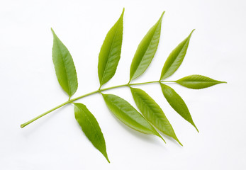 Green young leaf isolated on white background