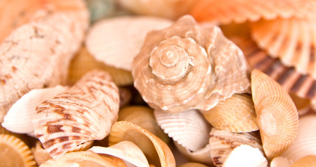 sea shells