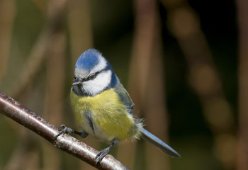 Blaumeise