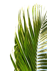 palmes vertes de cocotier, fond blanc