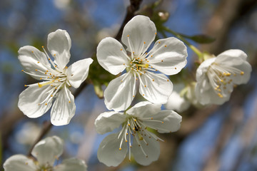Kirschblüte